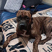 Eeyor is registered to the contest to win money with this photo: dog, brindle, pet, bed, blanket, pillow, laptop, remote_control, indoor, portrait, paws, face, animal, furniture, stare, close_up, resting, brown_fur, bedroom, cozy