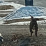 dog, canine, running, motion_blur, silhouette, tail, snow, snowbank, trash_can, street, driveway, pavement, outdoor, winter, cold, backyard, residential, pet, low_resolution, blurred