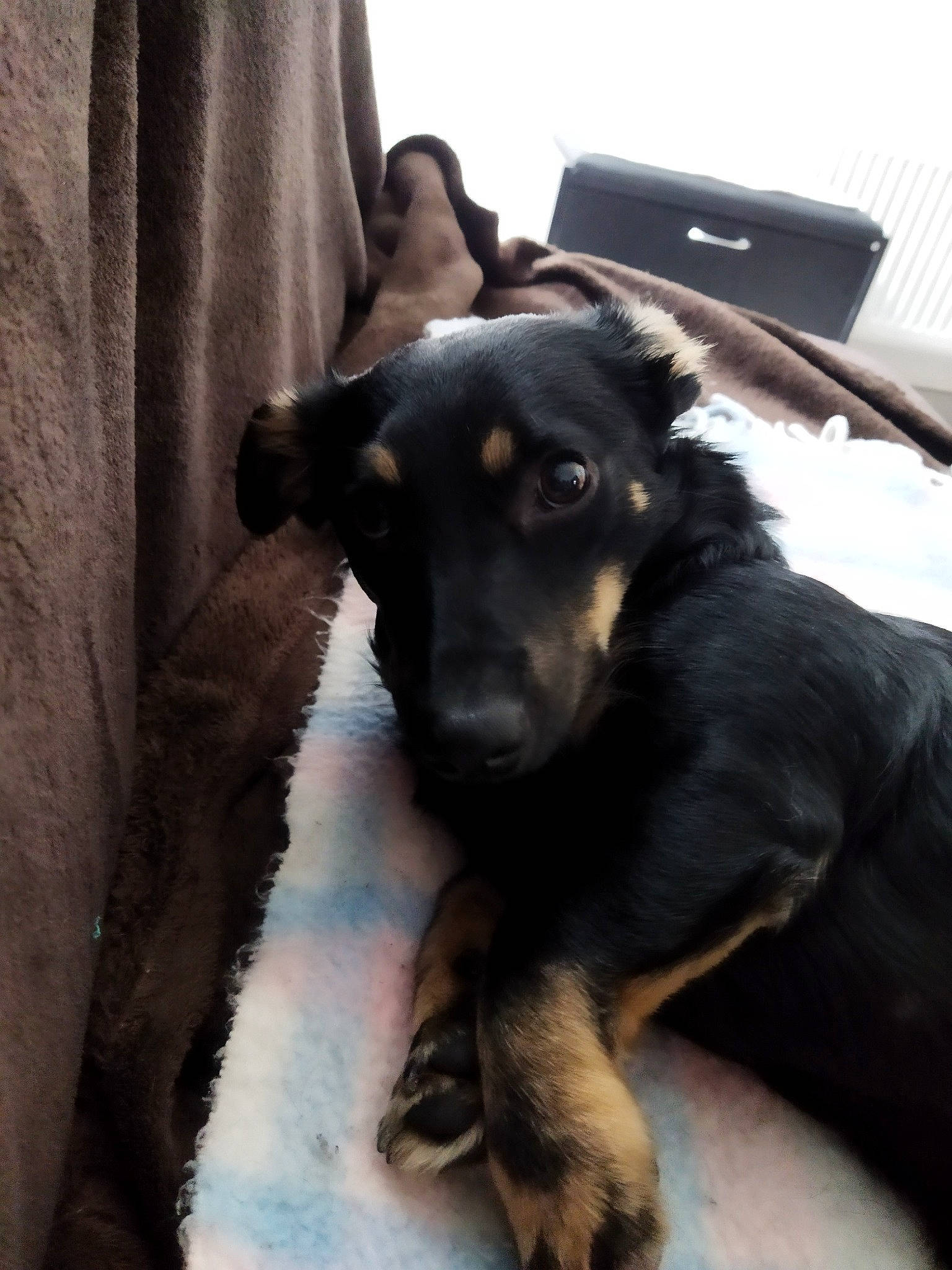 Dinos a rejoint le concours — aidez-le/la à gagner de superbes lots ! carnivore, companion_dog, curtain, dog, dog_breed, fur, guard_dog, laptop, sporting_group, terrestrial_animal, whiskers, working_animal, working_dog