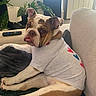 animal, blanket, bulldog, canine, couch, cute, dog, door, furniture, heart_pattern, home, indoor, lamp, living_room, pet, plant, relaxed, remote_control, tongue_out, tshirt