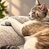 animal, blanket, cat, close_up, cozy, ears, feline, fur, indoors, lounging, paws, pet, portrait, relaxed, sleeping_area, sunlight, tabby_cat, tail, warm_lighting, whiskers