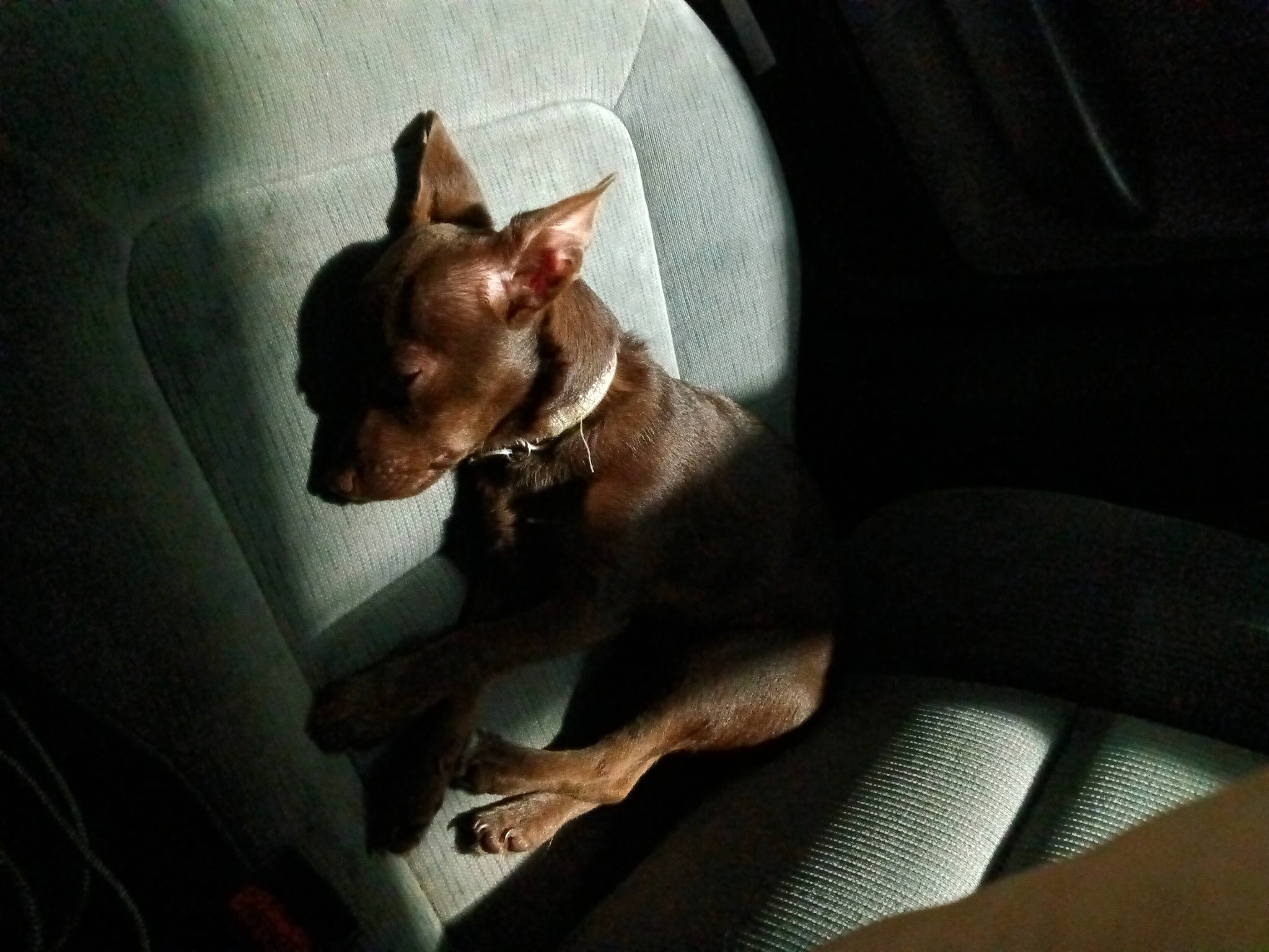 Rocky is registered to the contest to win money with this photo: canidae, car_seat, carnivore, chihuahua, comfort, companion_dog, dog, dog_breed, ear, fawn, felidae, liver, non_sporting_group, russkiy_toy, snout, sporting_group, toy_dog, vertebrate, whiskers, working_animal