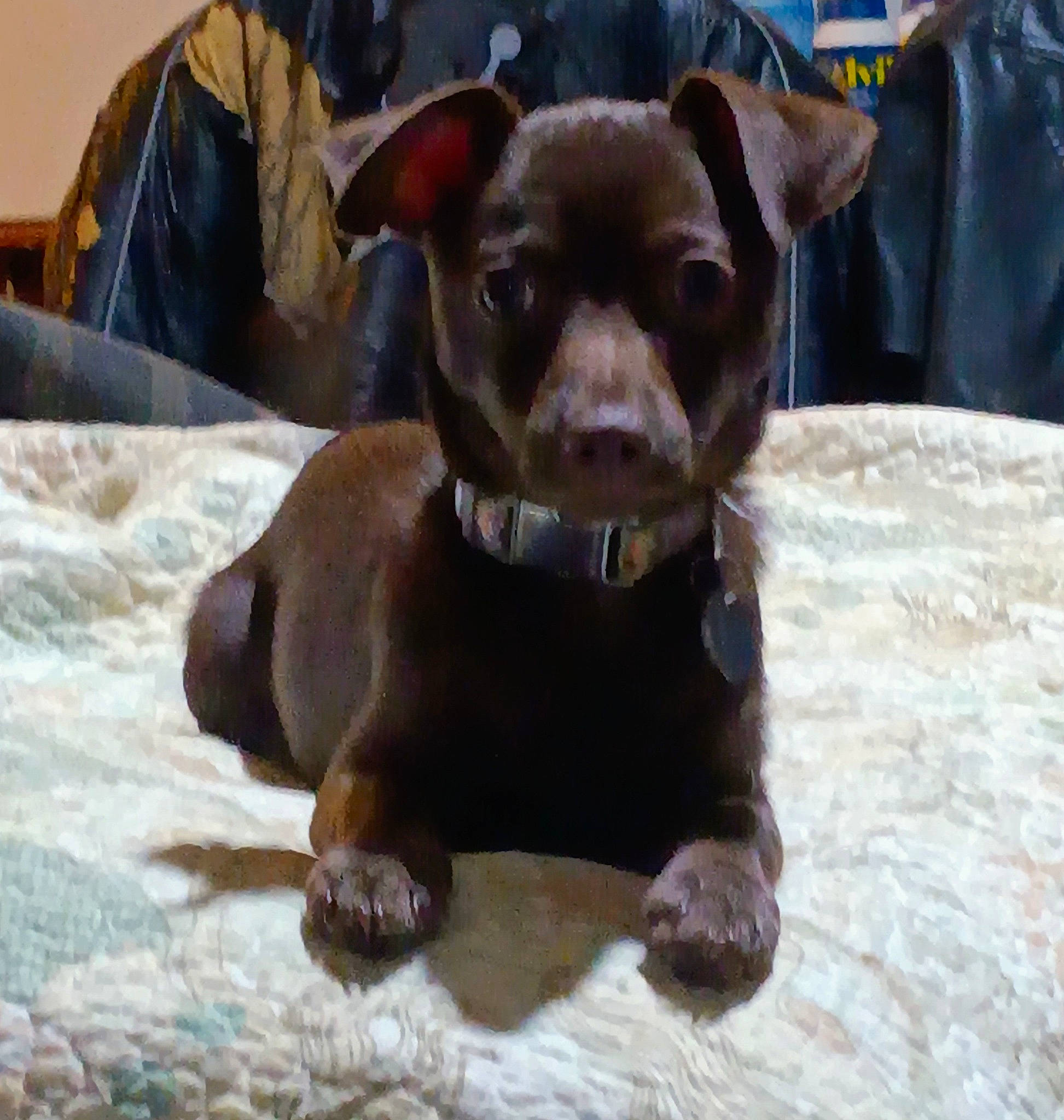 Rocky is registered to the contest to win money with this photo: bag, canidae, carnivore, collar, comfort, companion_dog, dog, dog_breed, dog_collar, fawn, fur, liver, puppy, snout, sporting_group, terrestrial_animal, toy_dog, whiskers, working_animal, wrinkle