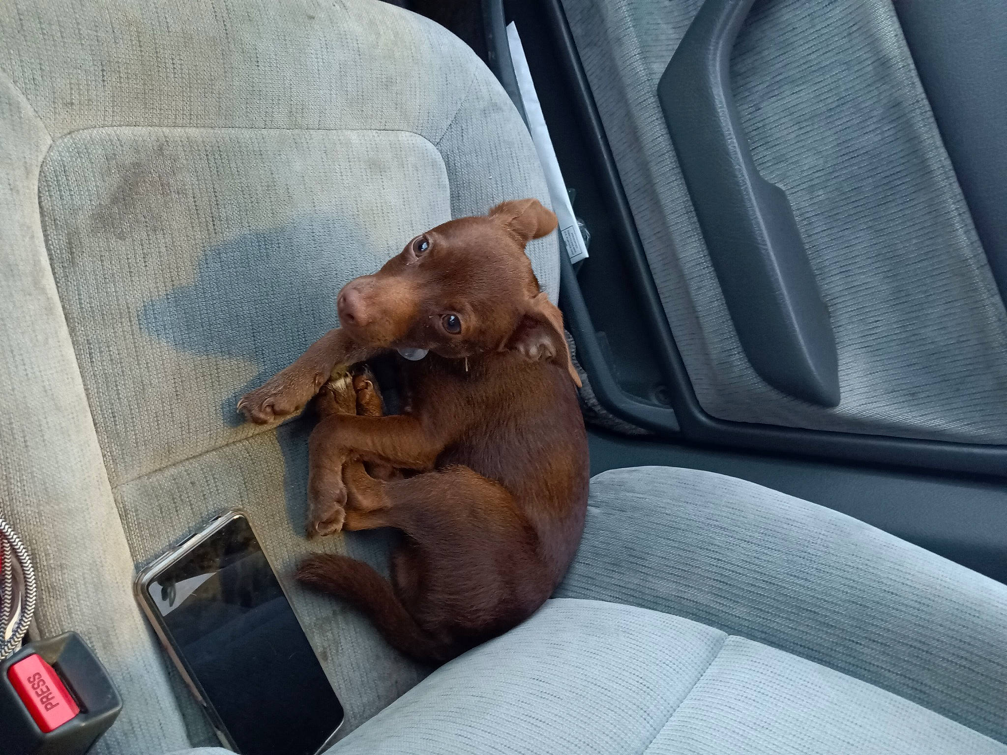 Rocky joined the competition — help win amazing prizes! auto_part, automotive_exterior, automotive_window_part, canidae, car, car_seat, carnivore, comfort, companion_dog, dog, dog_breed, family_car, fawn, liver, snout, sporting_group, vehicle, vehicle_door, windshield, working_animal