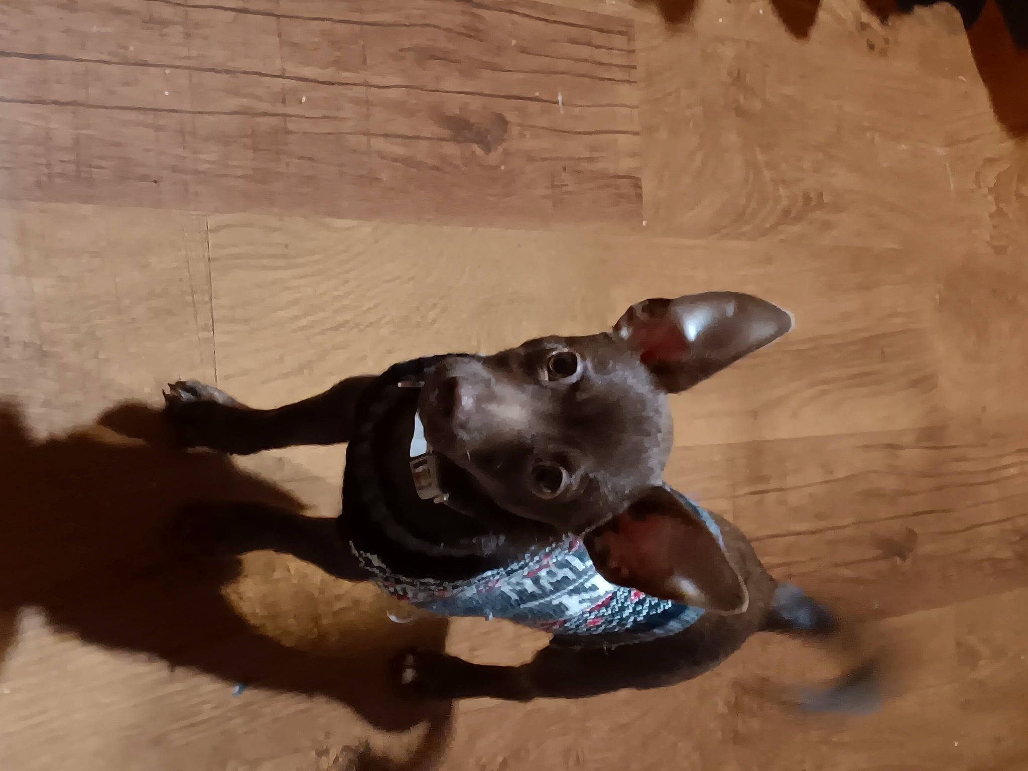 Rocky is registered to the contest to win money with this photo: canidae, carnivore, collar, companion_dog, dog, dog_breed, dog_collar, ear, fashion_accessory, fawn, flooring, hardwood, liver, pet_supply, snout, sporting_group, tail, terrestrial_animal, wood, working_animal