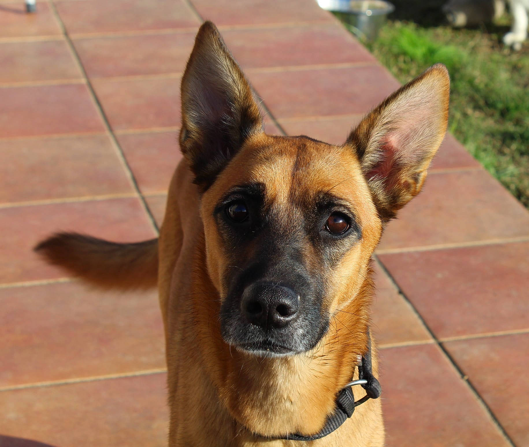 Ashelia participe au concours pour gagner de l'argent avec cette photo : beige, belgian_shepherd_malinois, canidae, carnivore, collar, dog, dog_breed, fawn, floor, flooring, german_shepherd_dog, guard_dog, liver, police_dog, snout, sporting_group, tile, whiskers, working_animal, working_dog