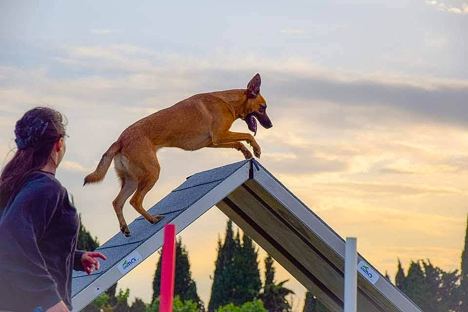 Ashelia a rejoint le concours — aidez-le/la à gagner de superbes lots ! canidae, carnivore, collar, companion_dog, conifer, dog, dog_breed, liver, mammal, pharaoh_hound, snout, sporting_group, tail, working_dog