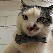 Moomoo is registered to the contest to win money with this photo: animal, blurred_background, bow_tie, cat, close_up, curious, cute, domestic_cat, ears, face, feline, fur, gray_fur, indoor, pet, pink_nose, portrait, soft, whiskers, white_fur