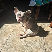 Indy is registered to the contest to win money with this photo: dog, french_bulldog, indoor, sunlight, shadow, tile_floor, table, tablecloth, christmas_theme, snowman_pattern, pet, sitting, bright_light, animal, cute, domestic, floor_tile, furniture, shadow_cast, holiday