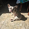 dog, french_bulldog, indoor, sunlight, shadow, tile_floor, table, tablecloth, christmas_theme, snowman_pattern, pet, sitting, bright_light, animal, cute, domestic, floor_tile, furniture, shadow_cast, holiday