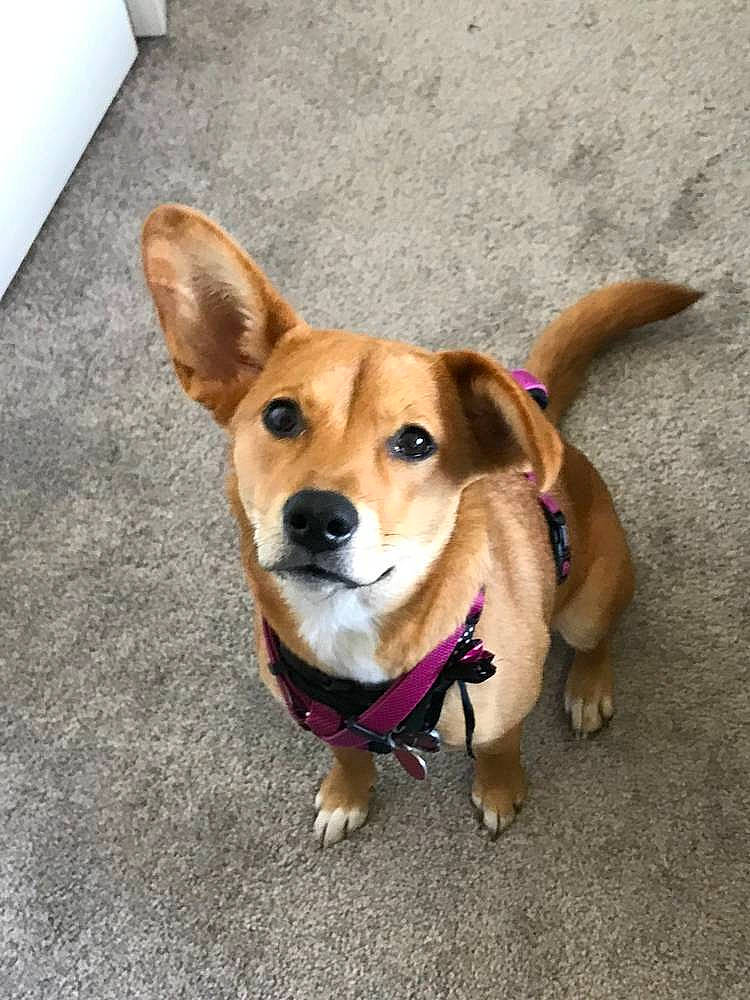 Daisy joined the competition — help win amazing prizes! canidae, carnivore, collar, companion_dog, dog, dog_breed, dog_collar, dog_supply, fawn, floor, flooring, fur, leash, mammal, pet_supply, snout, sporting_group, tail, tan, working_animal