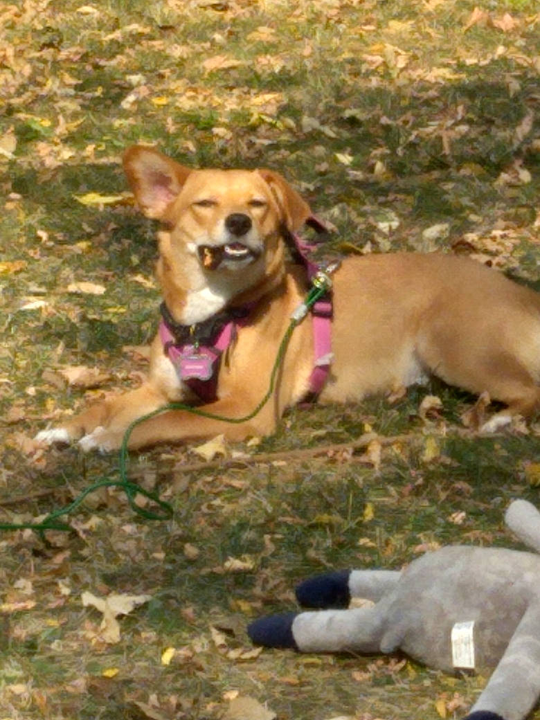 Daisy is registered to the contest to win money with this photo: canidae, carnivore, collar, companion_dog, dog, dog_breed, dog_collar, dog_supply, fawn, hunting_dog, leash, liver, mammal, pet_supply, snout, sporting_group, tail, working_animal, working_dog