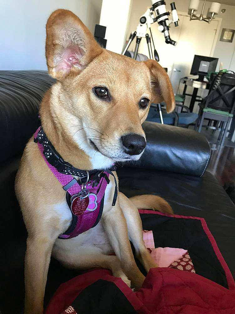 Daisy joined the competition — help win amazing prizes! canidae, carnivore, collar, companion_dog, couch, dog, dog_breed, dog_collar, dog_supply, fawn, lamp, living_room, pet_supply, snout, sporting_group, television, whiskers, working_animal, working_dog