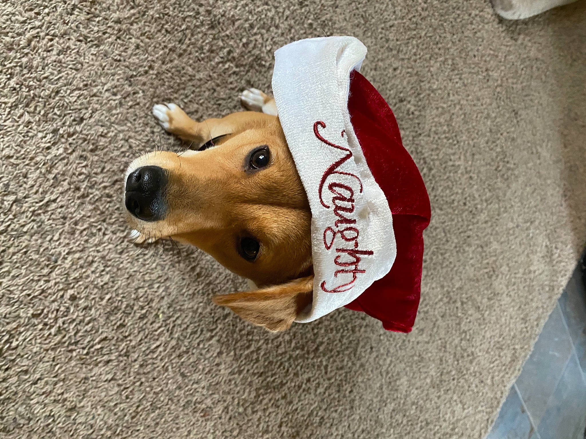 Daisy is registered to the contest to win money with this photo: canidae, carnivore, collar, companion_dog, dog, dog_breed, dog_clothes, dog_supply, pet_supply, snout, sporting_group, working_animal