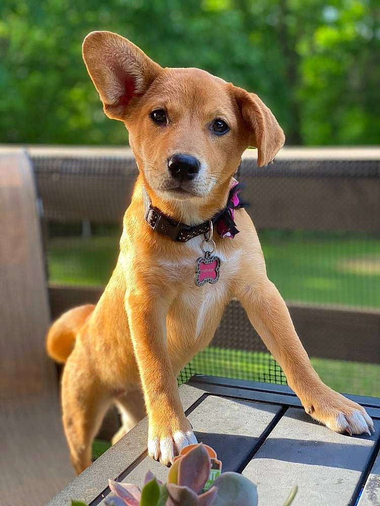 Daisy joined the competition — help win amazing prizes! canidae, carnivore, coffee_cup, collar, companion_dog, cup, dog, dog_breed, dog_supply, fawn, hunting_dog, liver, mammal, pet_supply, serveware, snout, sporting_group, tan, teacup, vertebrate