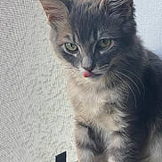 Darby joined the competition — help win amazing prizes! animal, cat, closeup, curious, cute, ears, expression, face, fur, gray, indoor, kitten, pet, screen, sitting, tabby, tongue, whiskers, window, young