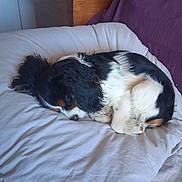 Amour a rejoint le concours — aidez-le/la à gagner de superbes lots ! dog, sleeping, bedroom, pillow, white, black, brown, fur, curled_up, resting, indoor, cozy, cute, pet, canine, tricolor, fur_texture, relaxed, quiet, domestic