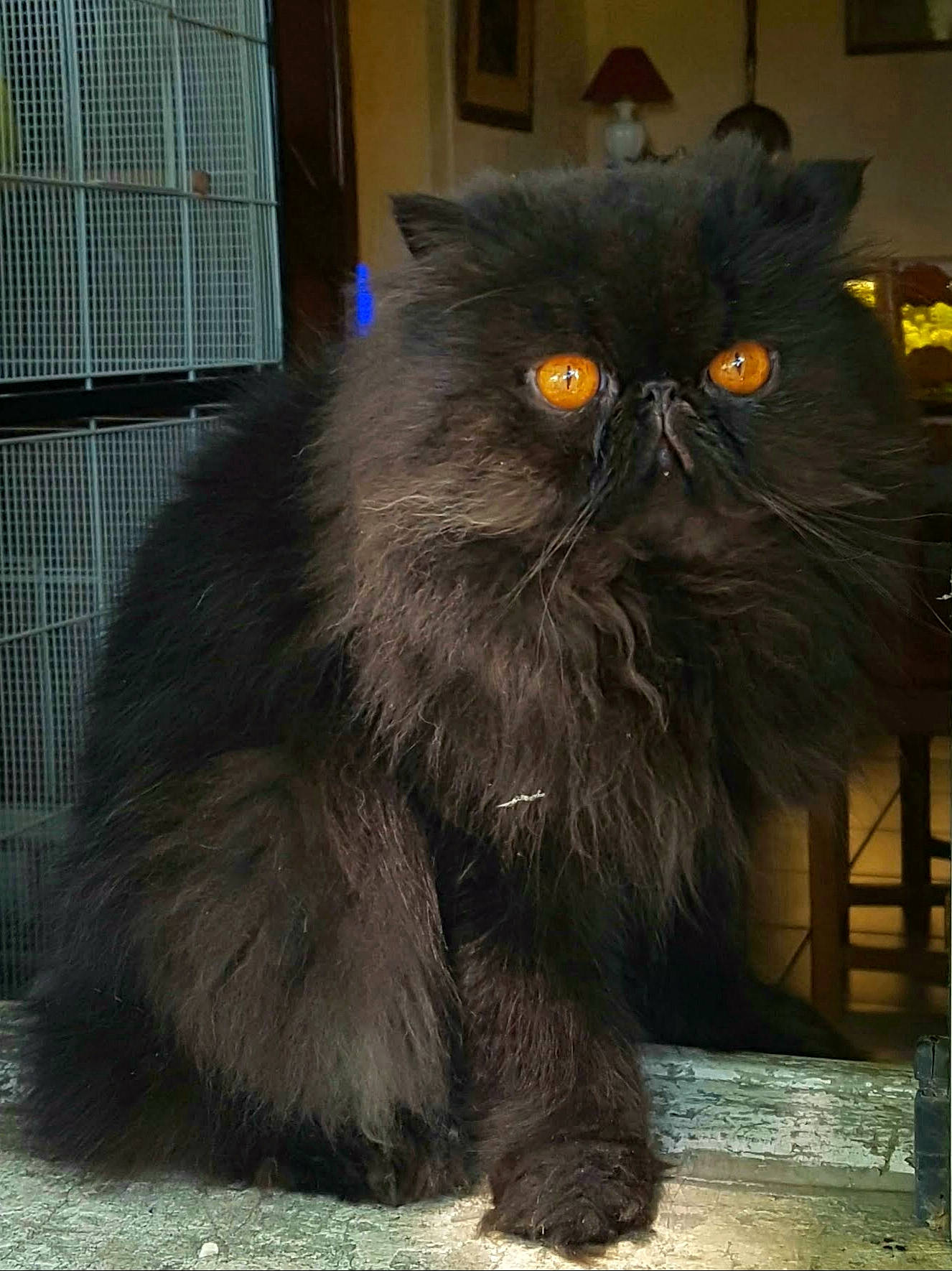 Némo participe au concours pour gagner de l'argent avec cette photo : carnivore, cat, fawn, felidae, fur, grey, iris, mesh, small_to_medium_sized_cats, snout, tail, terrestrial_animal, whiskers