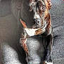 animal, bostonbull, boxer, bulldog, canine, couch, dog, frenchbulldog, furniture, greatdane, hound, labradorretriever, pet, pitbull, pointer, puppy, snout