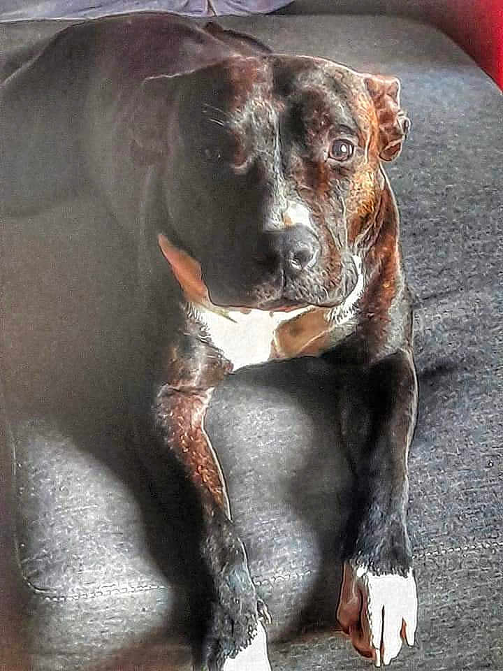 Petra a rejoint le concours — aidez-le/la à gagner de superbes lots ! animal, bostonbull, boxer, bulldog, canine, couch, dog, frenchbulldog, furniture, greatdane, hound, labradorretriever, pet, pitbull, pointer, puppy, snout