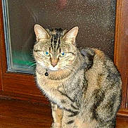 Choupette participe au concours pour gagner de l'argent avec cette photo :