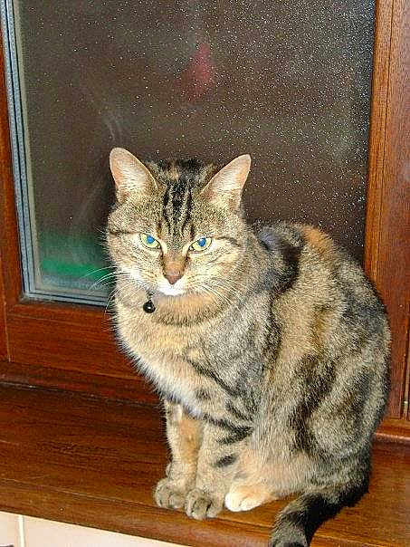 Choupette