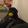 dog, pet, tennis_ball, black_dog, indoor, couch, living_room, flowers, roses, vase, kitchen, cozy, collar, tag, furniture, wall, relaxed, toy, domestic_animal, home