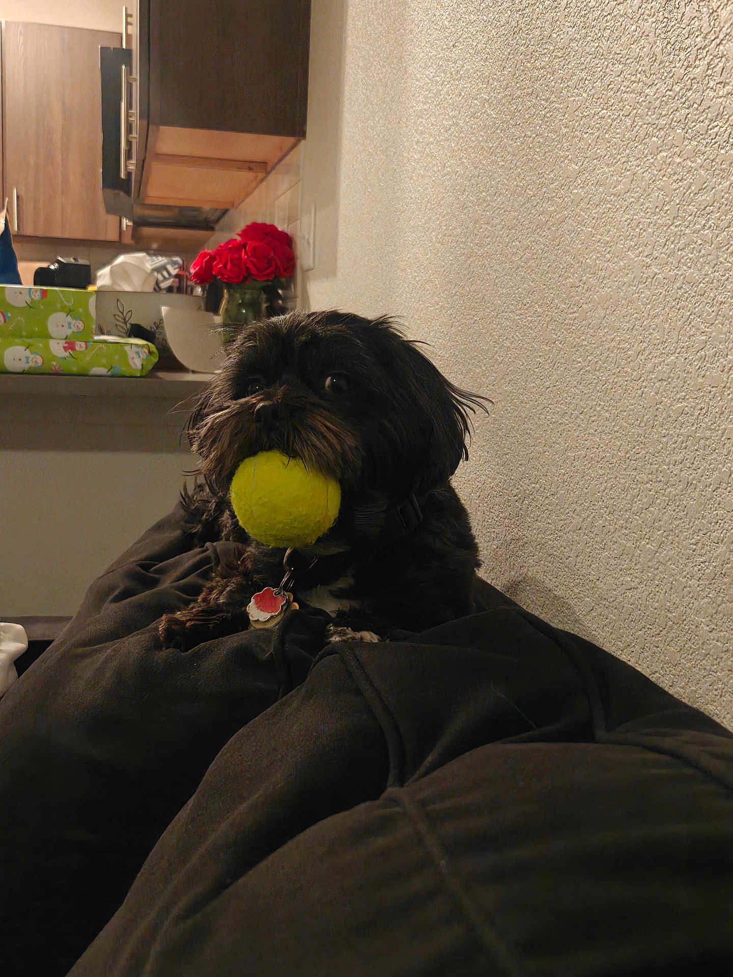 Oreo is registered to the contest to win money with this photo: dog, pet, tennis_ball, black_dog, indoor, couch, living_room, flowers, roses, vase, kitchen, cozy, collar, tag, furniture, wall, relaxed, toy, domestic_animal, home