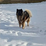 Raven a rejoint le concours — aidez-le/la à gagner de superbes lots ! animal, blizzard, canine, chow, collie, coyote, dog, eskimodog, fox, germanshepherd, husky, nature, outdoors, pet, puppy, snow, storm, whitedog, winter, wolf