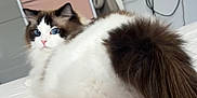 Nimbus is registered to the contest to win money with this photo: bed, blue_eyes, brown_fur, cardboard_box, cat, computer, cords, desk, domestic_cat, fluffy, furniture, indoor, looking, pet, pink_cushion, printer, ragdoll, relaxing, tablet, white_fur