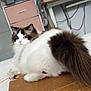 bed, blue_eyes, brown_fur, cardboard_box, cat, computer, cords, desk, domestic_cat, fluffy, furniture, indoor, looking, pet, pink_cushion, printer, ragdoll, relaxing, tablet, white_fur