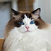 Nimbus joined the competition — help win amazing prizes! animal, blue_eyes, brown_fur, calm, cat, close_up, cute, domestic_cat, feline, fluffy_fur, focused, indoor, mammal, pet, pink_nose, portrait, relaxed, soft_light, whiskers, white_fur