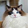 animal, blue_eyes, brown_fur, calm, cat, close_up, cute, domestic_cat, feline, fluffy_fur, focused, indoor, mammal, pet, pink_nose, portrait, relaxed, soft_light, whiskers, white_fur