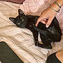 Aloha a rejoint le concours — aidez-le/la à gagner de superbes lots ! black_kitten, cat, pet, hand, blanket, pink_blanket, bed, smartphone, sock, black_sock, indoor, cozy, cute, playful, relaxed, feline, animal, paw, tail, curious