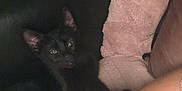 Aloha a rejoint le concours — aidez-le/la à gagner de superbes lots ! black_cat, cat, animal, pet, couch, sofa, blanket, arm, tattoo, skin, indoor, relaxing, feline, comfort, resting, person, furniture, pink_blanket, dark, wall
