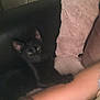 black_cat, cat, animal, pet, couch, sofa, blanket, arm, tattoo, skin, indoor, relaxing, feline, comfort, resting, person, furniture, pink_blanket, dark, wall