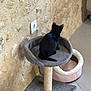 Aloha a rejoint le concours — aidez-le/la à gagner de superbes lots ! black_cat, kitten, cat_tree, pet_bed, gray, pink, floor_tile, stone_wall, electrical_outlet, indoor, pet, feline, small_cat, raised_platform, scratching_post, cozy, home, animal, looking_away, resting_place