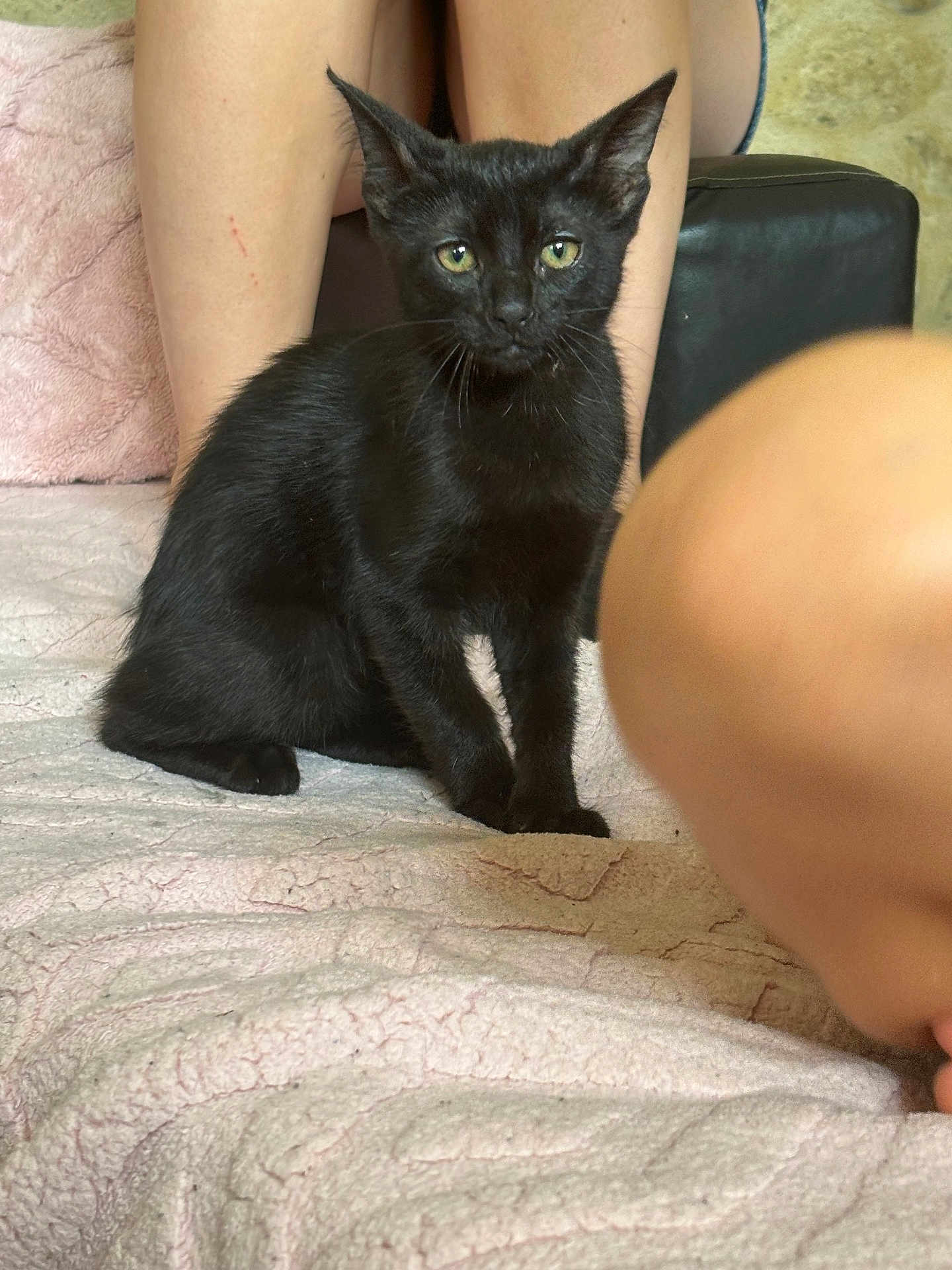 Aloha participe au concours pour gagner de l'argent avec cette photo : black_cat, kitten, pet, animal, indoor, blanket, pink_blanket, person, legs, knee, fur, cute, sitting, alert, whiskers, paw, soft_texture, cozy, domestic, feline