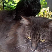 Ptit Biscuit participe au concours pour gagner de l'argent avec cette photo : cat, chicken, bird, fluffy_cat, gray_cat, long_hair, yellow_eyes, whiskers, animal_portrait, indoor, aquarium, fish_tank, green_plants, water, pet, feathers, black_bird, close_up, serious_expression, home
