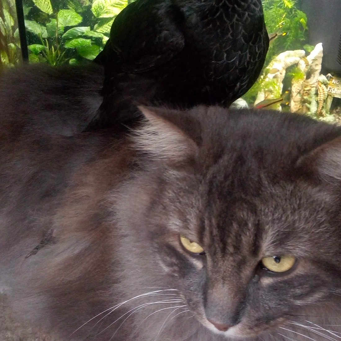 Ptit Biscuit participe au concours pour gagner de l'argent avec cette photo : cat, chicken, bird, fluffy_cat, gray_cat, long_hair, yellow_eyes, whiskers, animal_portrait, indoor, aquarium, fish_tank, green_plants, water, pet, feathers, black_bird, close_up, serious_expression, home