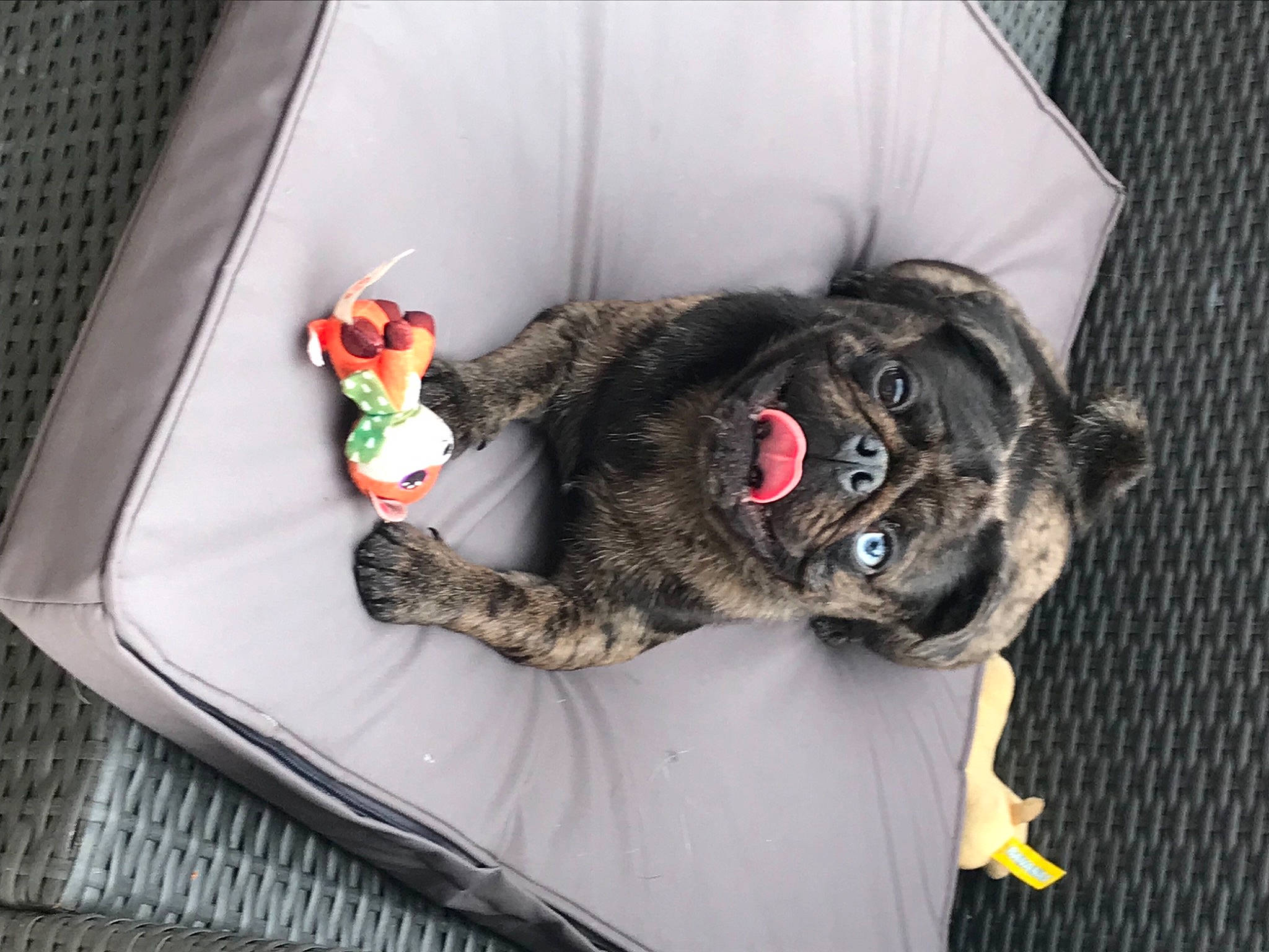 Bruno is registered to the contest to win money with this photo: canidae, carnivore, collar, comfort, companion_dog, dog, dog_breed, dog_collar, dog_supply, felidae, fur, small_to_medium_sized_cats, snout, sporting_group, stuffed_toy, tail, toy, whiskers, wool, working_animal