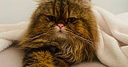 Noe joined the competition — help win amazing prizes! cat, fluffy, long_hair, brown_fur, golden_fur, persian_cat, pet, animal, face, whiskers, pink_nose, green_eyes, grumpy, serious_expression, paw, blanket, bed, indoors, portrait, close_up