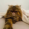 cat, fluffy, long_hair, brown_fur, golden_fur, persian_cat, pet, animal, face, whiskers, pink_nose, green_eyes, grumpy, serious_expression, paw, blanket, bed, indoors, portrait, close_up
