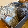 Noe is registered to the contest to win money with this photo: cat, long_hair, fluffy, feline, pet, box, cardboard, indoors, wooden_floor, green_eyes, pink_nose, whiskers, fur, sleepy, grumpy, close_up, portrait, animal, home, funny