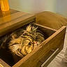 Noe is registered to the contest to win money with this photo: cat, fluffy_cat, long_hair, golden_fur, pet, animal, drawer, dresser, furniture, wood, bedroom, indoors, cozy, warm_lighting, portrait, looking_at_camera, green_eyes, pink_nose, whiskers, home_decor