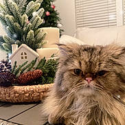 Noe joined the competition — help win amazing prizes! cat, persian_cat, fluffy, long_hair, brown, grumpy, face, eyes, whiskers, pink_nose, pet, animal, christmas, christmas_tree, ornaments, basket, pinecones, indoor, portrait, festive