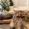 cat, persian_cat, fluffy, long_hair, brown, grumpy, face, eyes, whiskers, pink_nose, pet, animal, christmas, christmas_tree, ornaments, basket, pinecones, indoor, portrait, festive