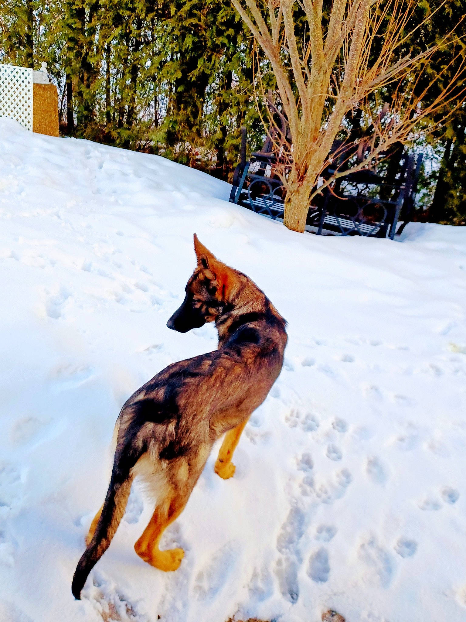 Kyra a rejoint le concours — aidez-le/la à gagner de superbes lots ! canidae, canis, carnivore, dog, dog_breed, dog_supply, fawn, freezing, herding_dog, king_shepherd, old_german_shepherd_dog, plant, snow, sporting_group, tail, terrestrial_animal, tree, twig, wildlife, winter