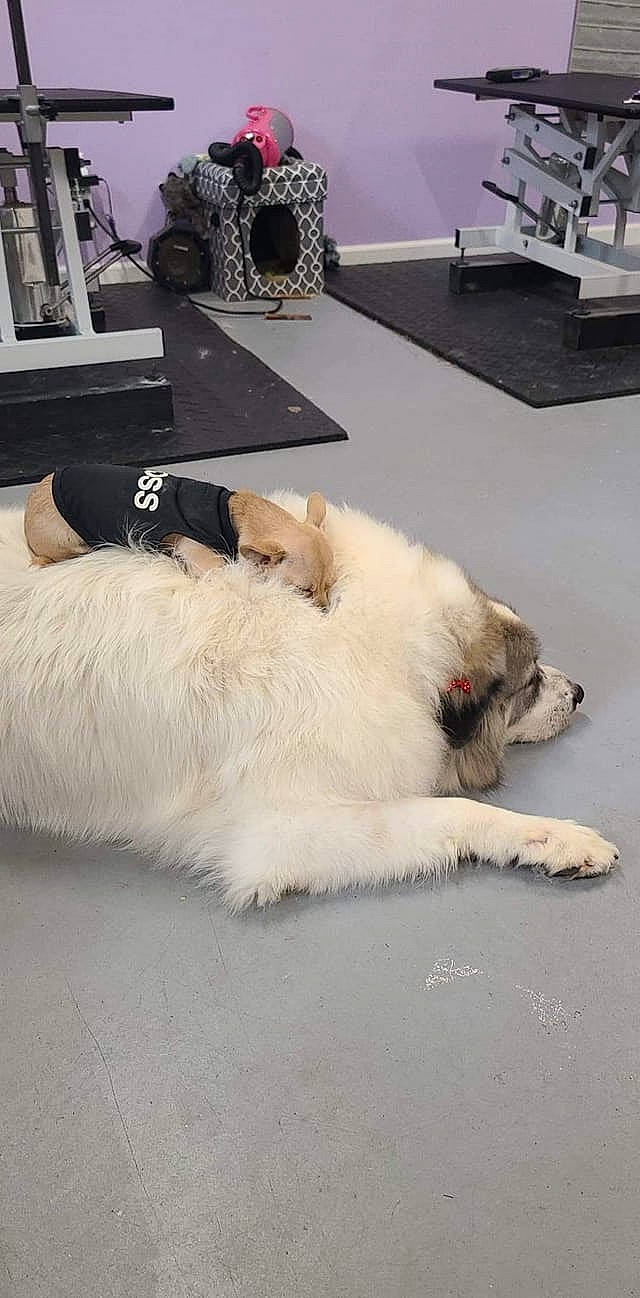 Dandelion is registered to the contest to win money with this photo: carnivore, comfort, companion_dog, couch, dog, dog_breed, felidae, flooring, foot, fur, human_leg, jewellery, picture_frame, room, small_to_medium_sized_cats, sporting_group, tail, whiskers, white, working_animal