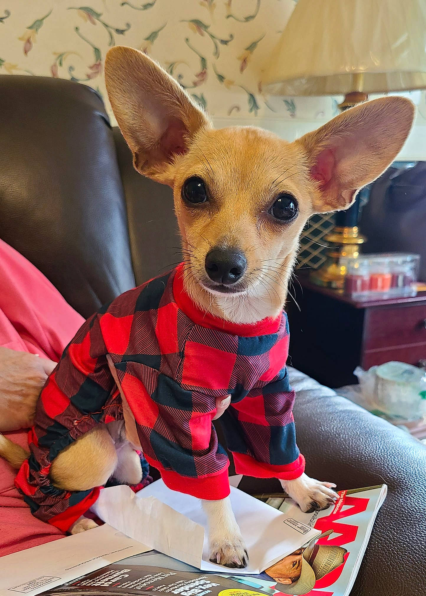 Dandelion joined the competition — help win amazing prizes! canidae, carnivore, chair, comfort, companion_dog, dog, dog_breed, dog_clothes, dog_supply, fawn, fur, holiday, pattern, plaid, snout, tartan, terrestrial_animal, toy_dog, whiskers, working_animal